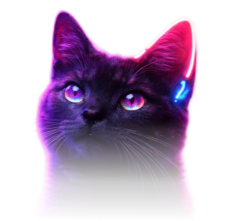 cat-picture